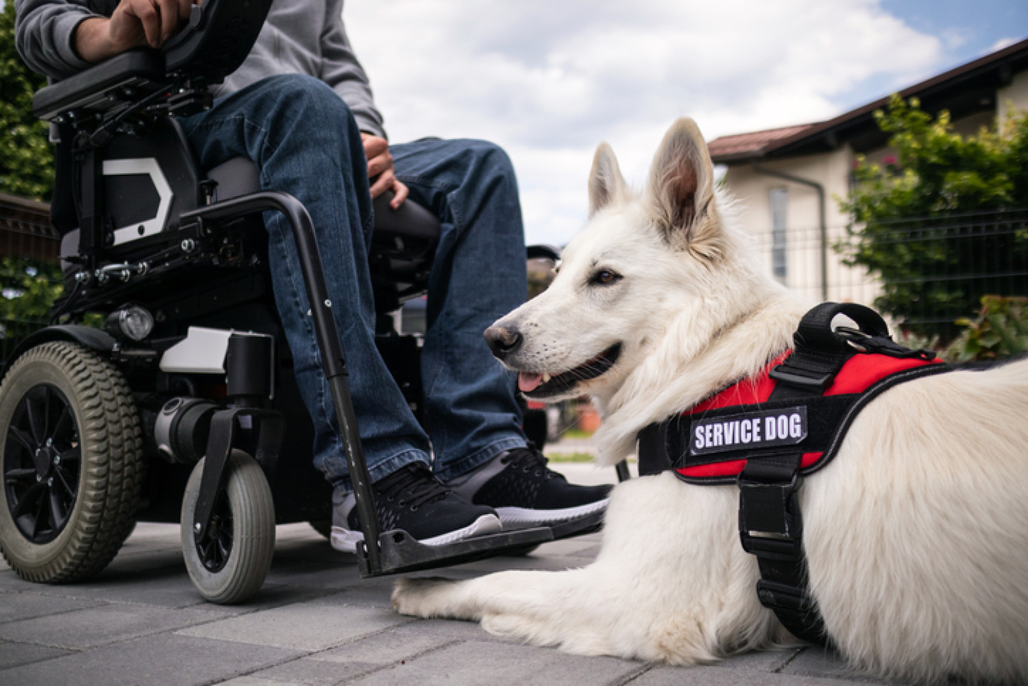 Assistant dog sitting beside a wheelchair user in an outdoor setting, wearing a red 'Service Dog' vest.