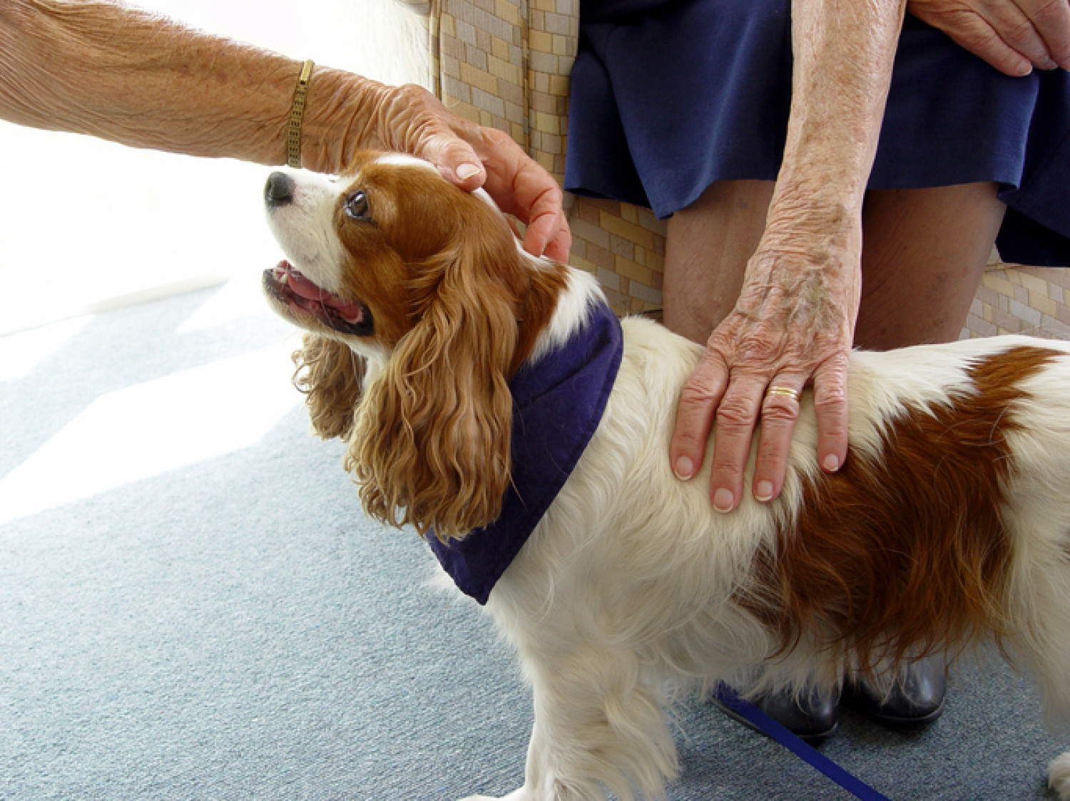 Elderly woman petting a King Charles Spaniel therapy dog in aaged care facility.