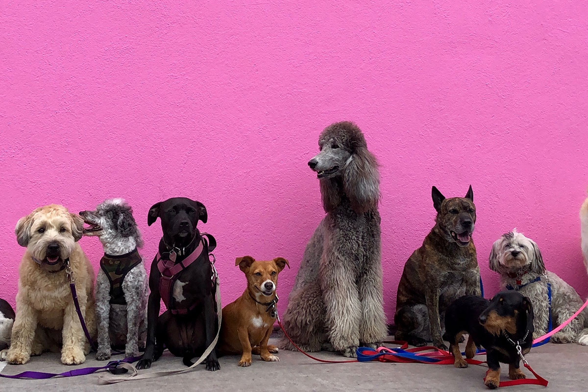 A lineup of dogs of different breeds, with a bright pink background.