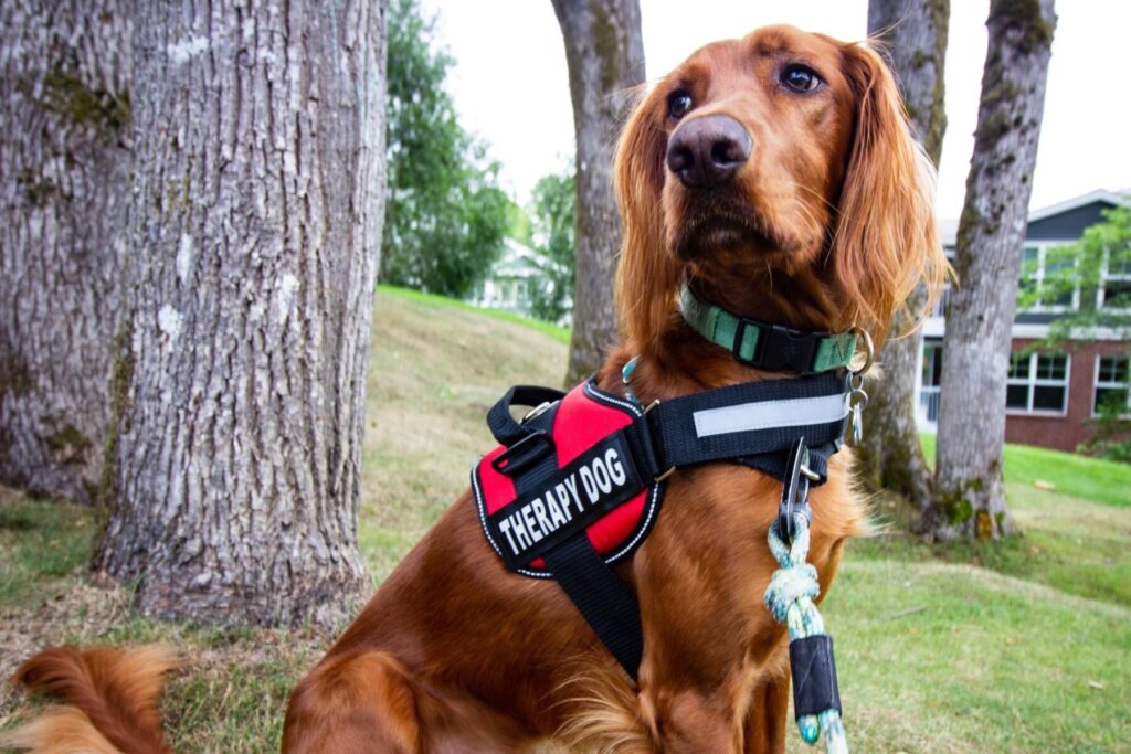 A glossy brown dog in a ‘therapy dog’ harness poses outdoors for the camera. Pet Therapy - Focus Care & Disability Services.