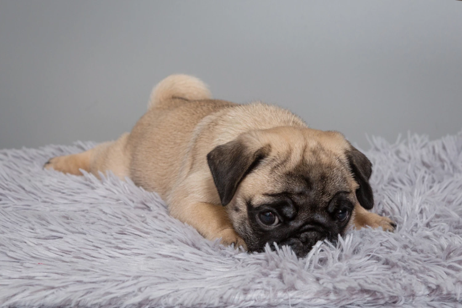 A cute Pug puppy reclines on a soft grey blanket, demonstrating the breed's playful yet comforting presence for dementia support at home.