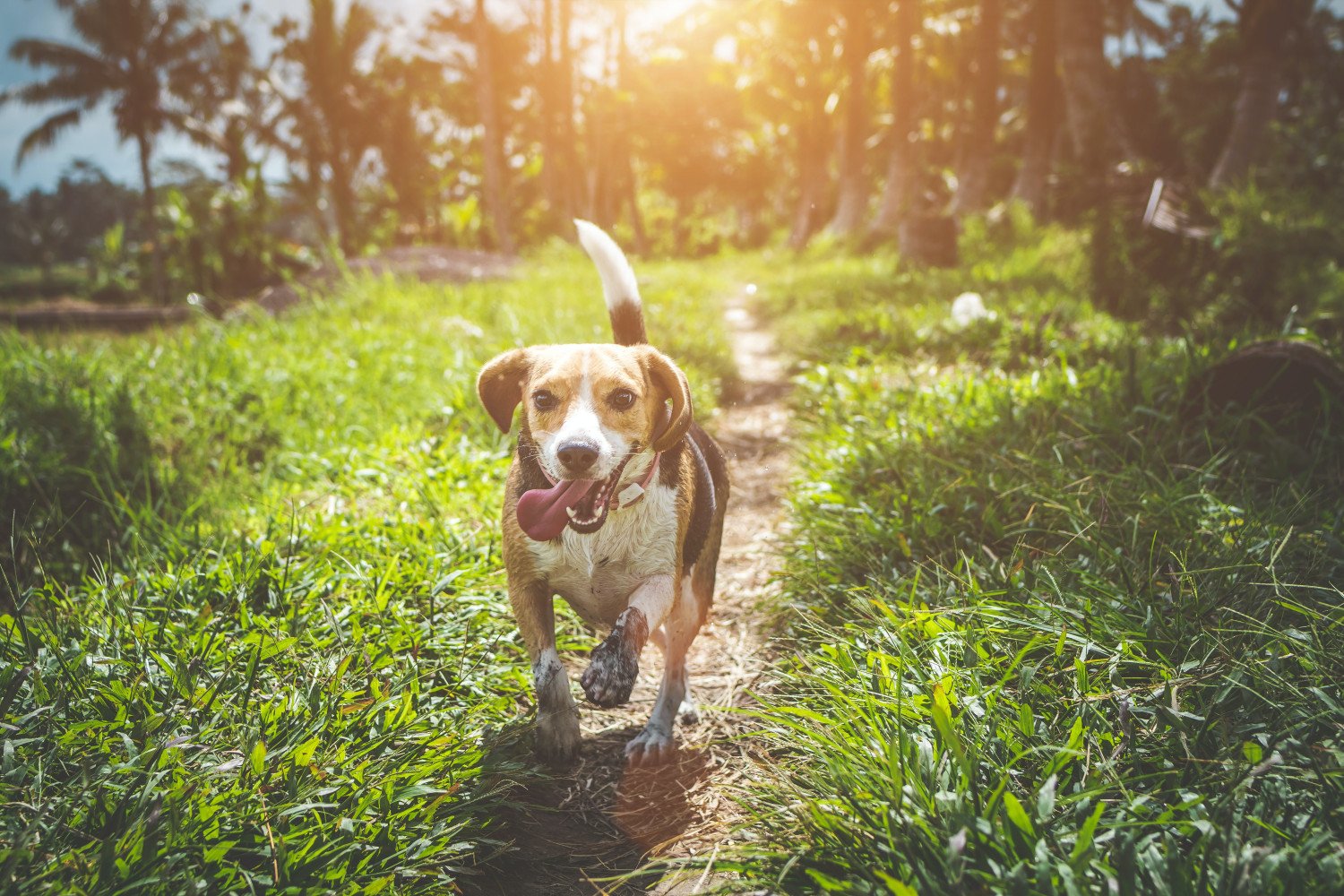 A Beagle excitedly running in a park - Best Dog Breeds for Pet Therapy - Focus Care