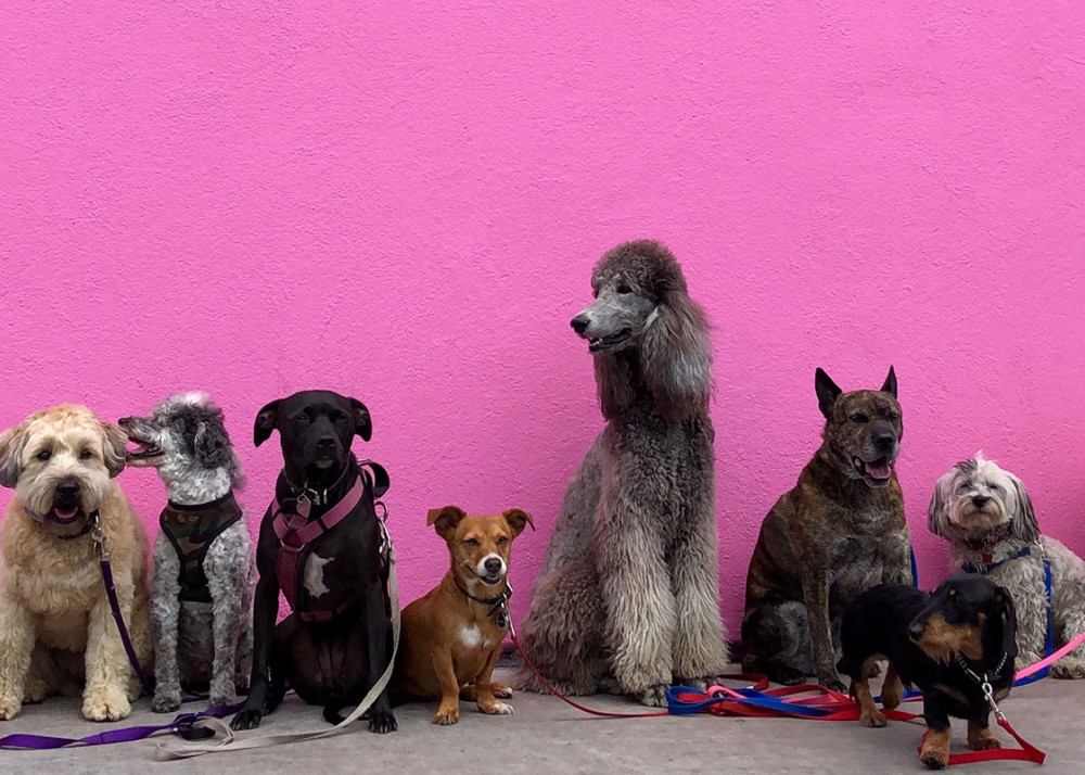 Assorted dogs against a pink wall, symbolising a range of therapy dogs for dementia support