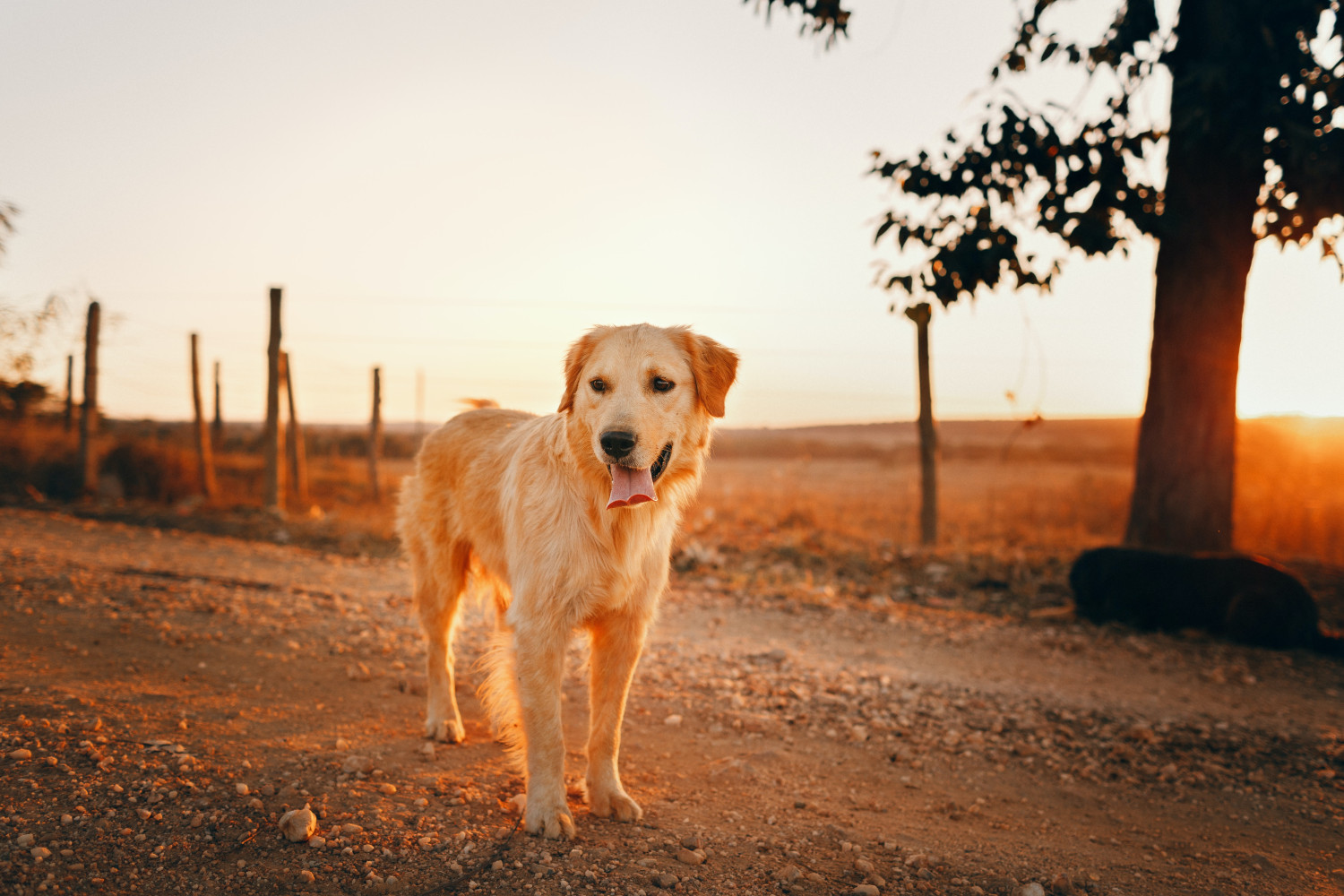 A Golden Retriever standing in a park - Best Dog Breeds for Pet Therapy - Focus Care