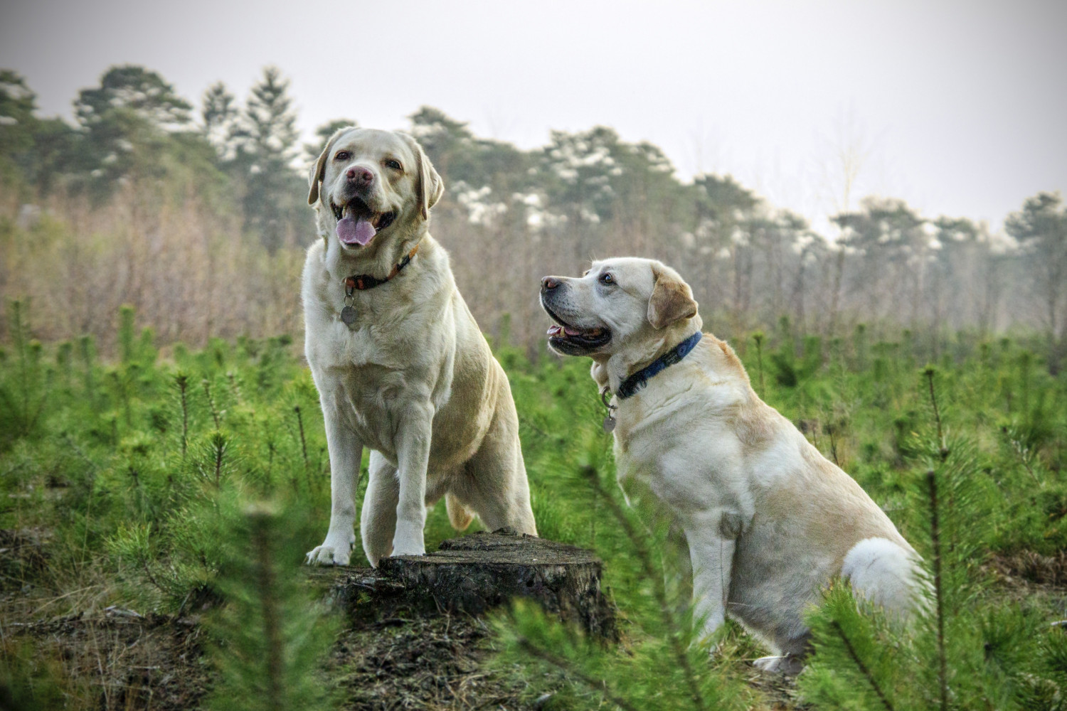 Two Labrador Retrievers standing in a park - Best Dog Breeds for Pet Therapy - Focus Care
