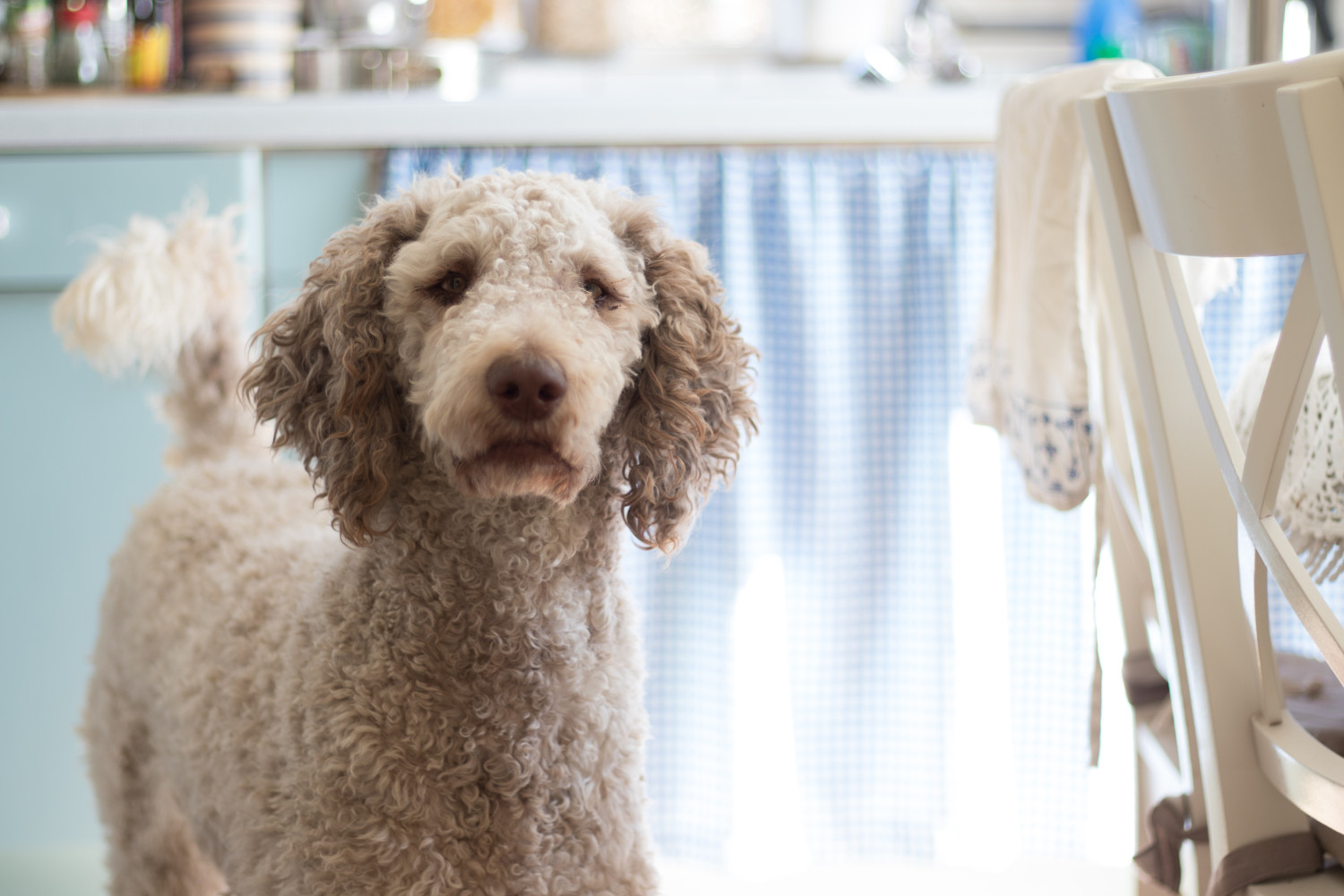 A Poodle standing a kitchen - Best Dog Breeds for Pet Therapy - Focus Care