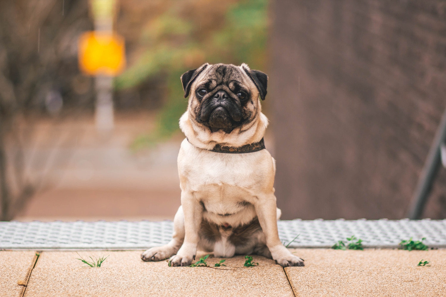 A Pug standing on a step - Best Dog Breeds for Pet Therapy - Focus Care