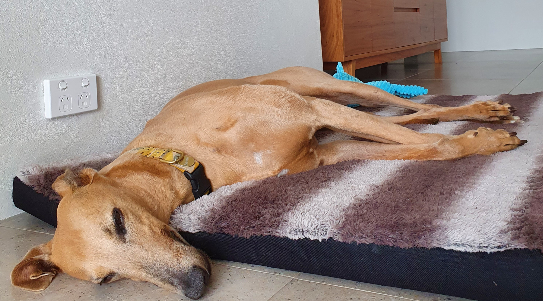 Focus Care's greyhound pet therapy dog sleeping on her bed