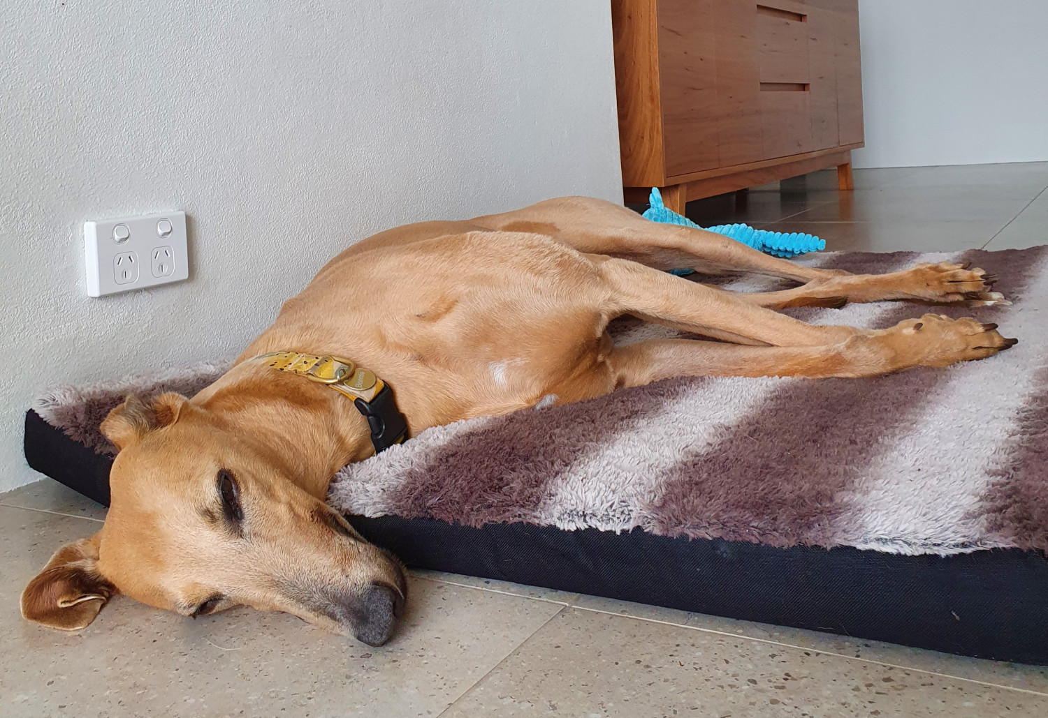 Focus Care's pet therapy Greyhound sleeping in her bed