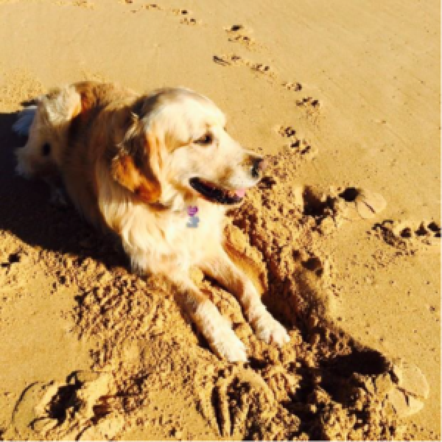 Golden retriever looking happy, sitting on the sand at the beach