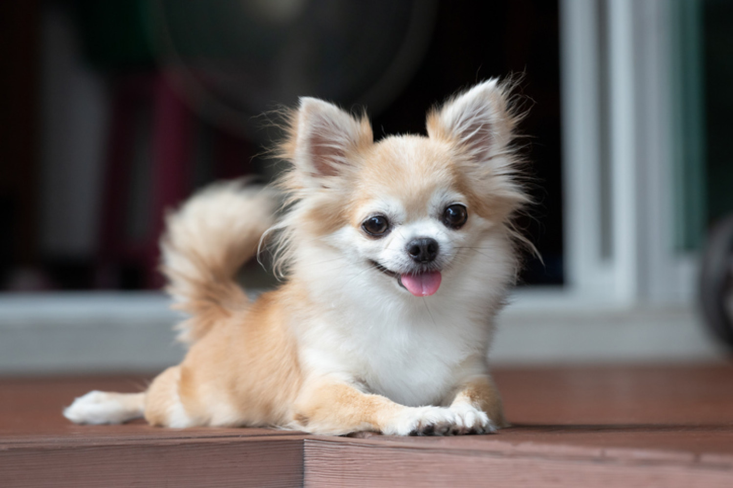 A small, alert Chihuahua with a fluffy golden coat lies on a wooden surface, representing a great pet option for dementia patients in compact living spaces.