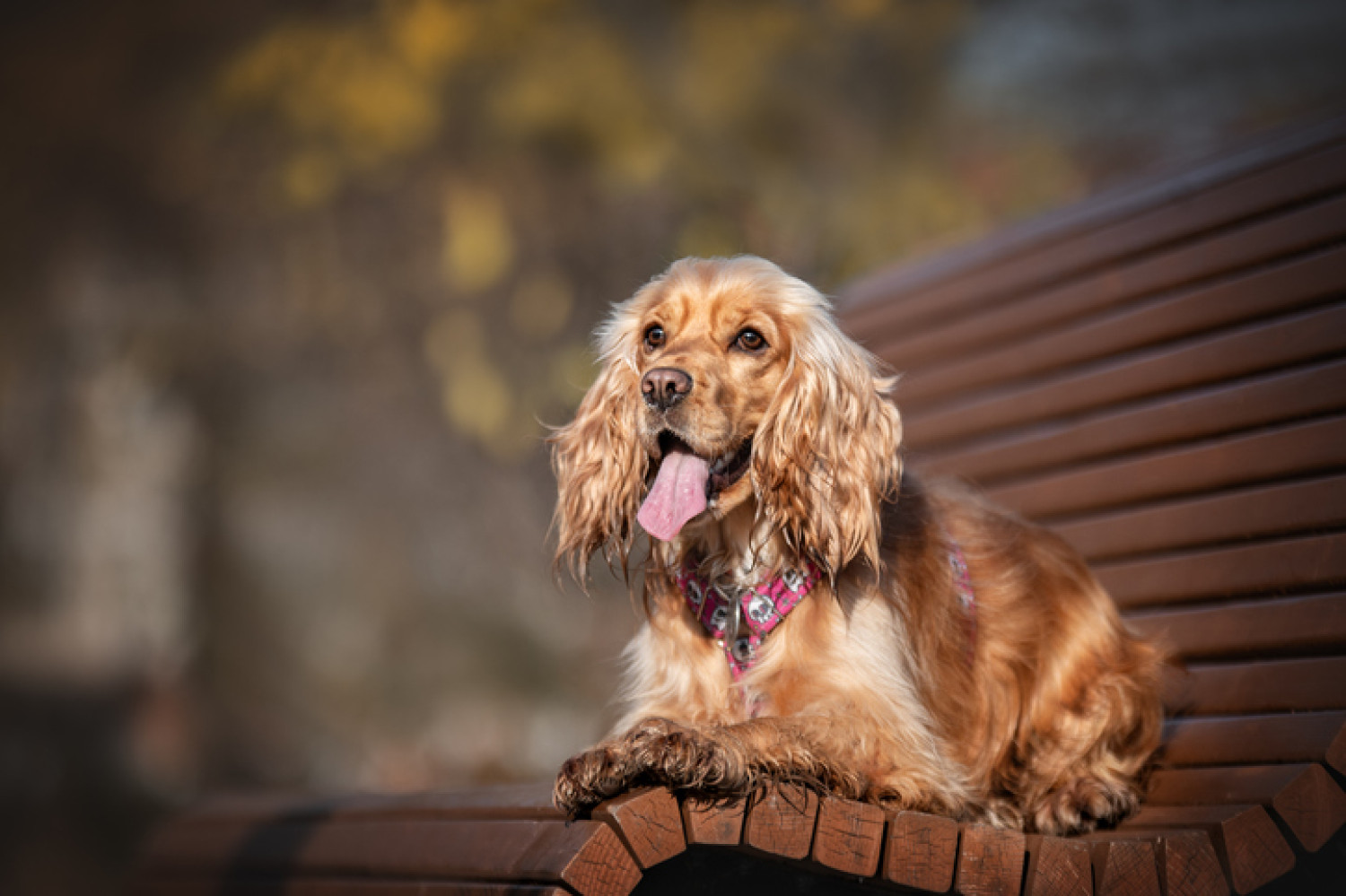 A golden Cocker Spaniel rests on a park bench, illustrating the breed's affectionate temperament, beneficial for emotional support in dementia care.