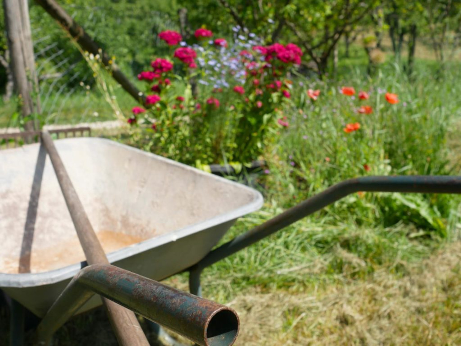 A wheelbarrow in a green garden with colourful flowers in the background. 