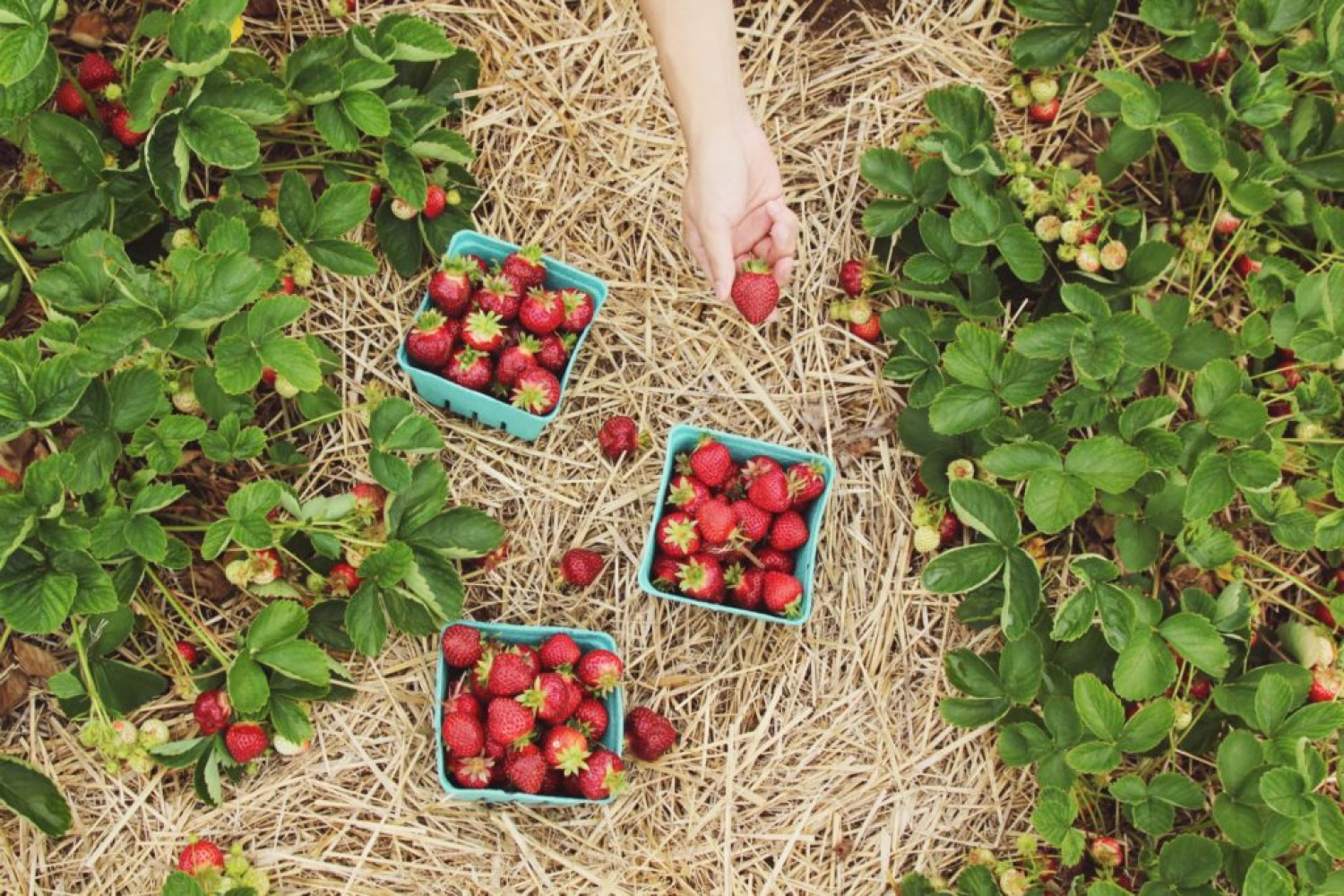 Strawberry plants and strawberries in baskets on a bed of straw - Online Sustainability Workshop 