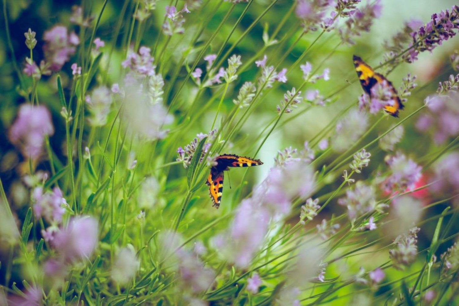Close up image of plants and lilac flowers, featuring two butterflies - Start a garden diary