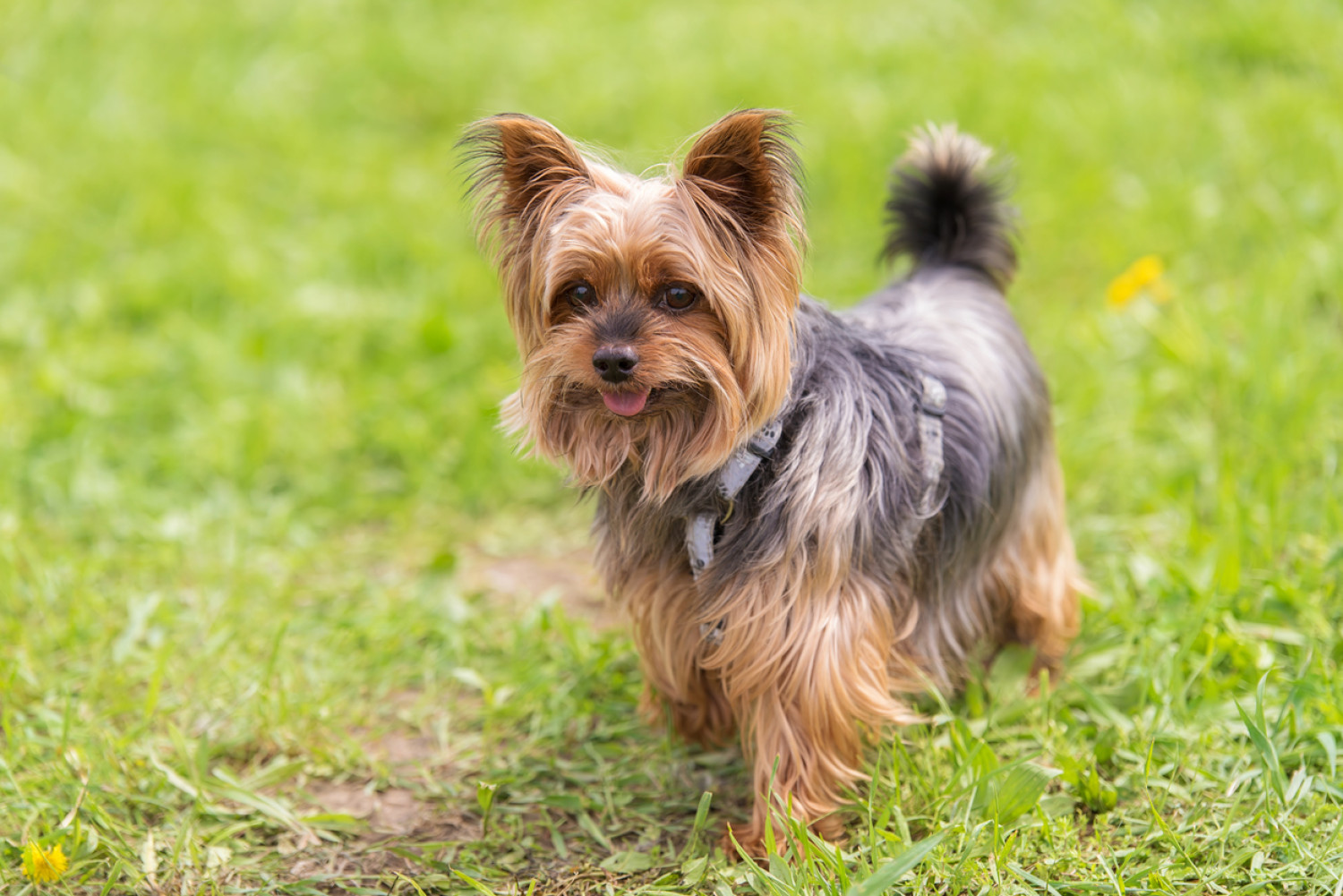 Yorkshire Terrier for pet therapy - Focus Care