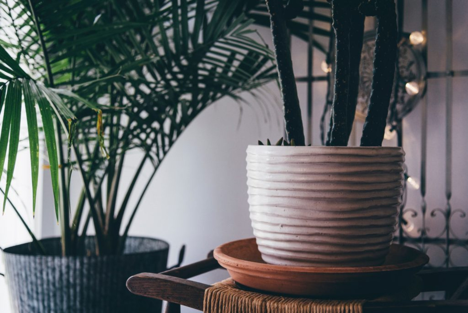 Indoor plants, featuring a palm and a cactus - Virtual Indoor Plant Sale