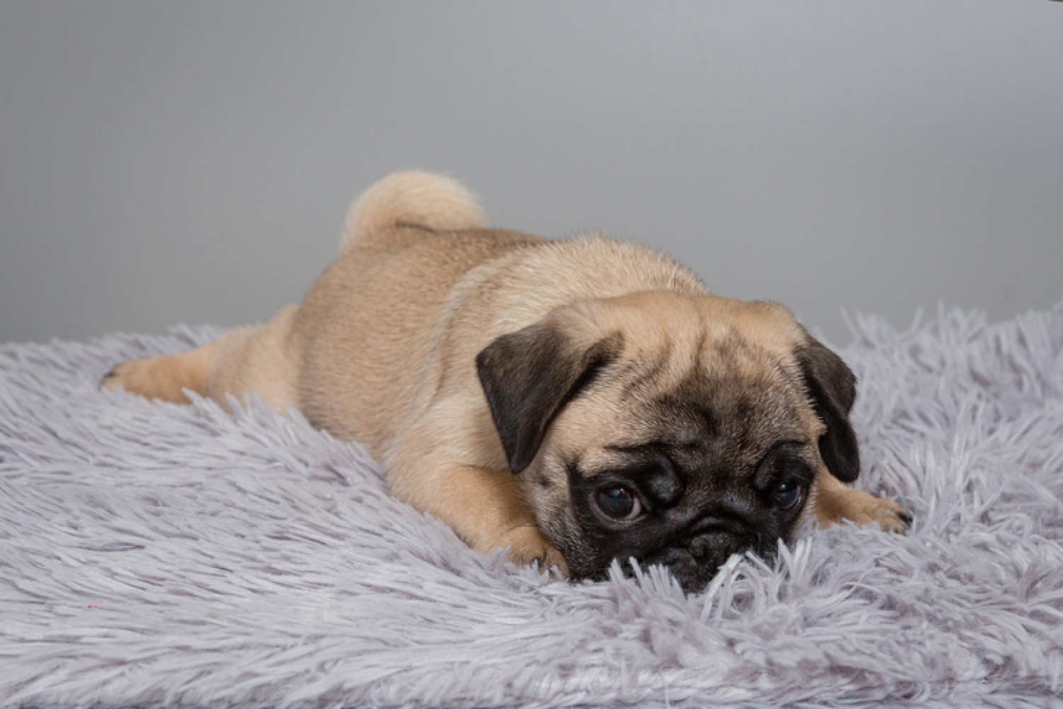 A cute Pug puppy reclines on a soft grey blanket, demonstrating the breed's playful yet comforting presence for dementia support at home.