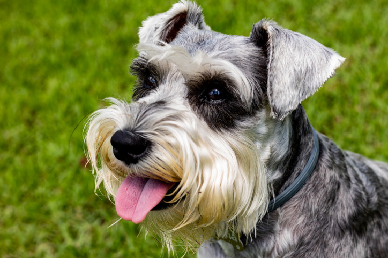 An attentive Schnauzer sits outdoors with its tongue out, exemplifying the breed's friendly nature and suitability as a therapy dog for those with dementia.