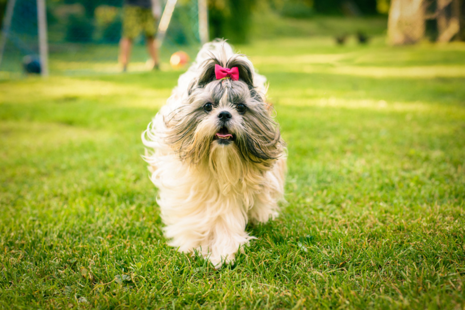 A playful Shih Tzu with a red bow on its head frolics on a green lawn, showcasing the breed's suitability for companionship and comfort for individuals with dementia.