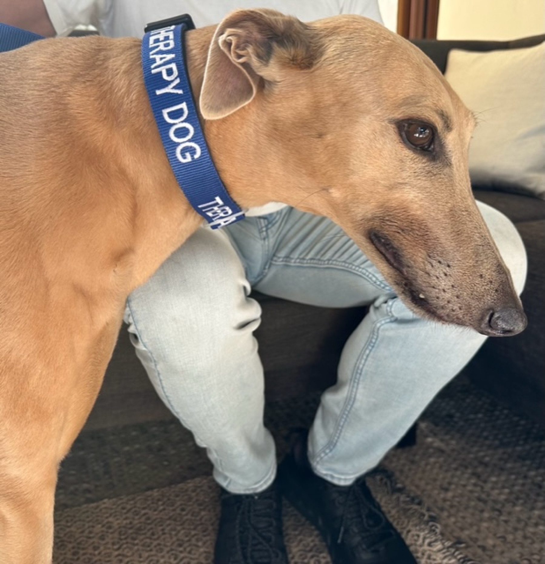 Greyhound Pet therapy dog called Bonnie with blue collar
